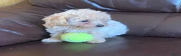 Poochon dogs for sale: Outstanding Poochon puppies  - Advert 18