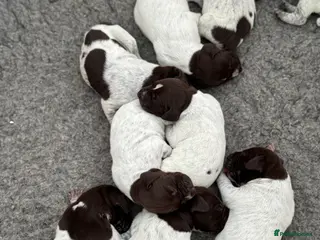 German Shorthaired Pointer dogs 🐾 KC Registered German Shorthaired Pointer Pups - Advert 13