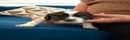 Mixed Breed dogs for sale: Cavapoos - Advert 34