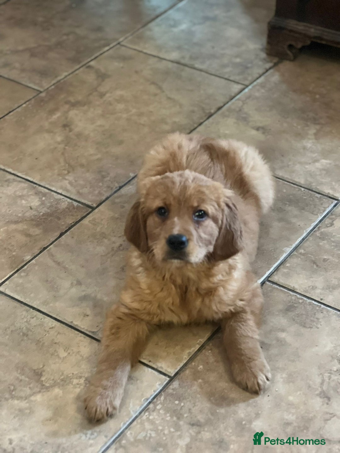 Golden Retriever dogs for sale: KC Registered Golden Retriever Puppies - Image 26