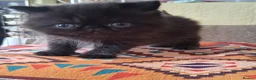 Exotic cats for sale: GCCF Registered Exotic Kittens  - Advert 3