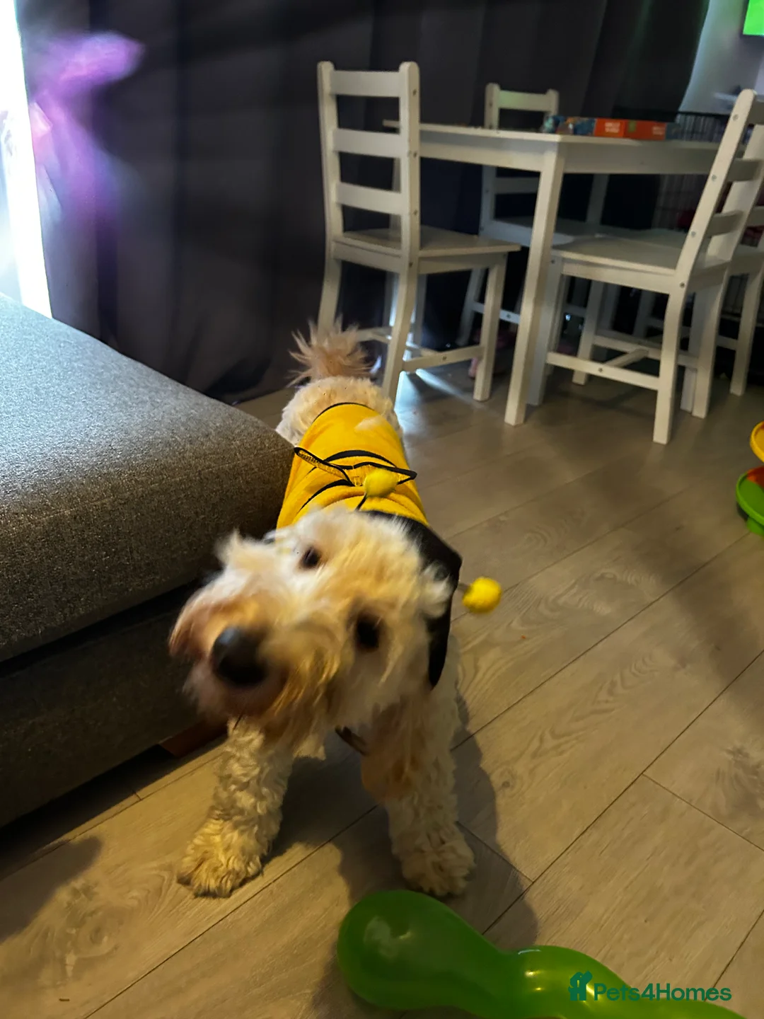Cockapoo dogs for sale: Male Cockapoo dog looking for his forever home - Advert 19