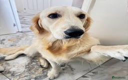 Golden Retriever dogs for sale: Golden retriever girl 11 months  - Image 2
