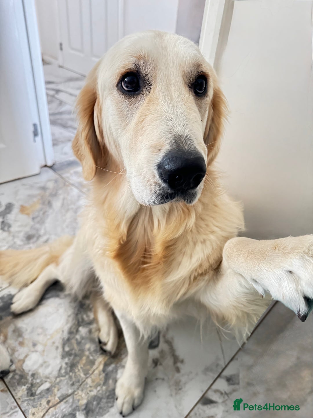 Golden Retriever dogs for sale: Golden retriever girl 11 months  - Image 2