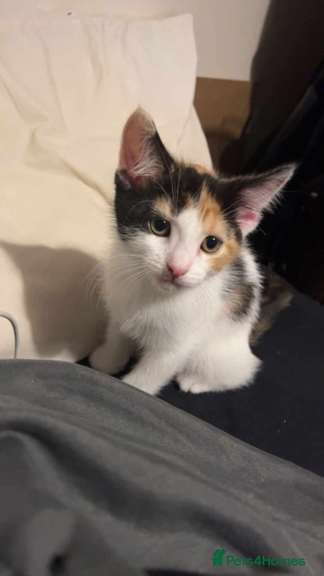 Turkish Van cats for sale: Beautiful babies ready for forever homes - Image 4
