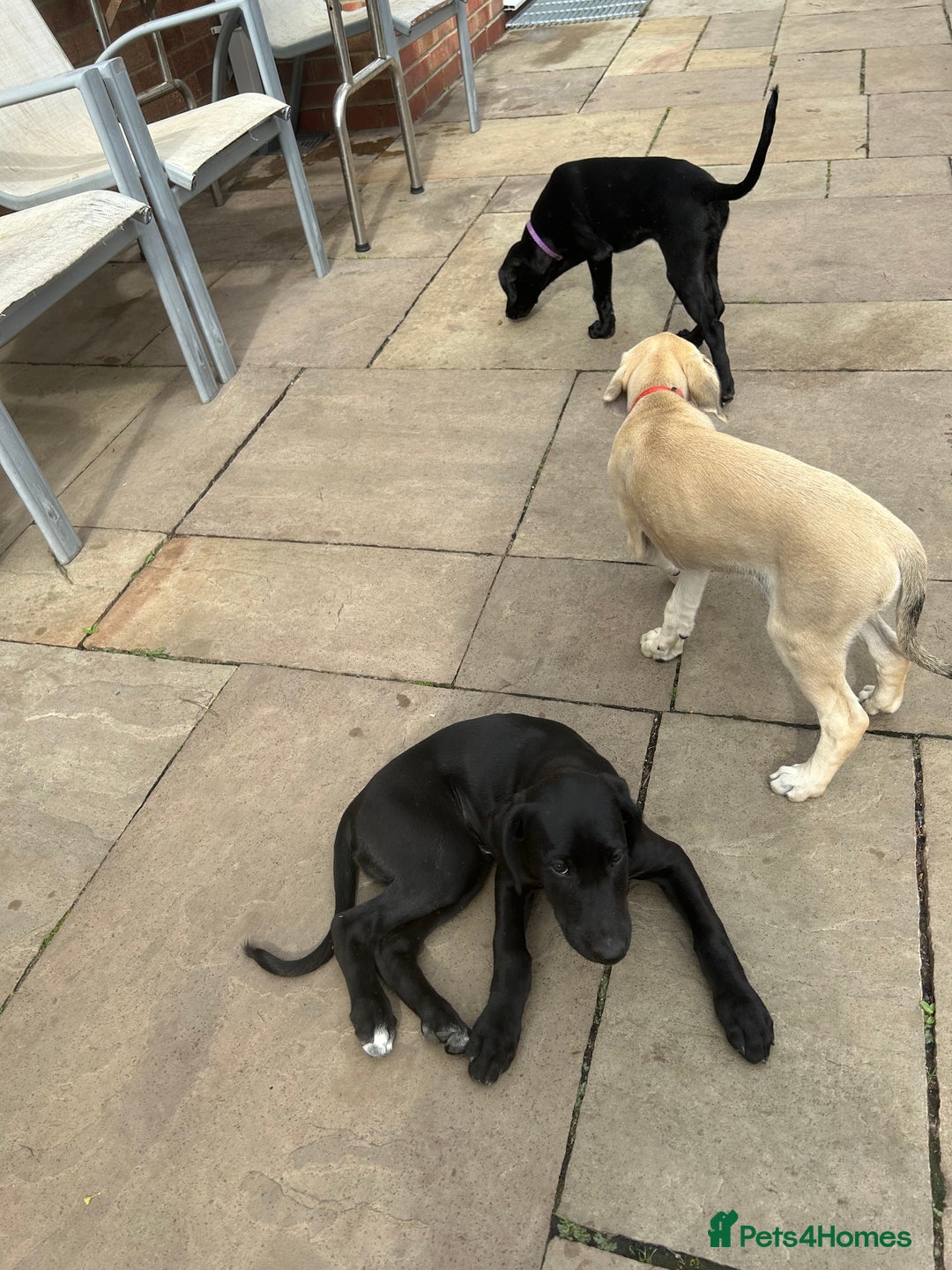 Lurcher dogs for sale: Lurcher puppy for sale - Image 7