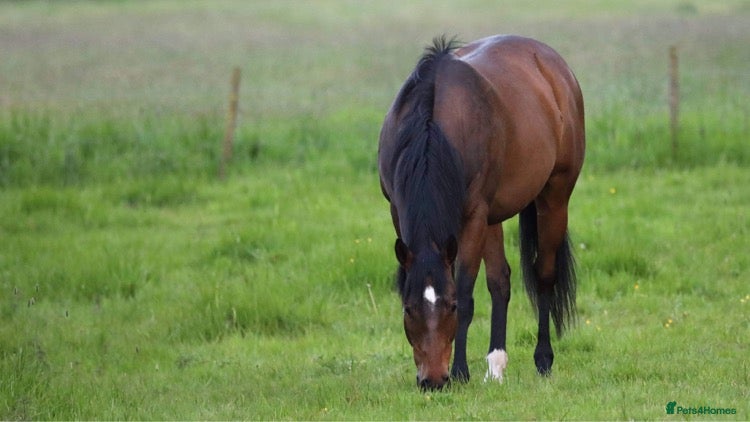 English Thoroughbred horses Lovely TB Gelding  - Advert 1