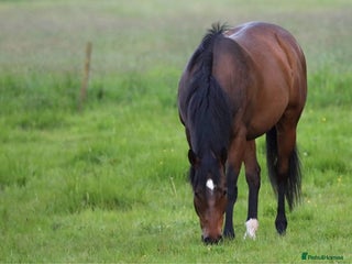 English Thoroughbred horses Lovely TB Gelding - Advert 2