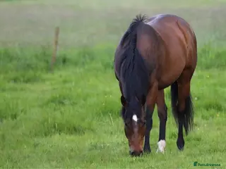 English Thoroughbred horses Lovely TB Gelding - Advert 6