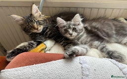 Maine Coon cats for sale: Maine coon - Image 22