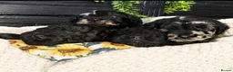 Labradoodle dogs for sale: Exceptional F2B MIDI Teddybear Labradoodles - Advert 7