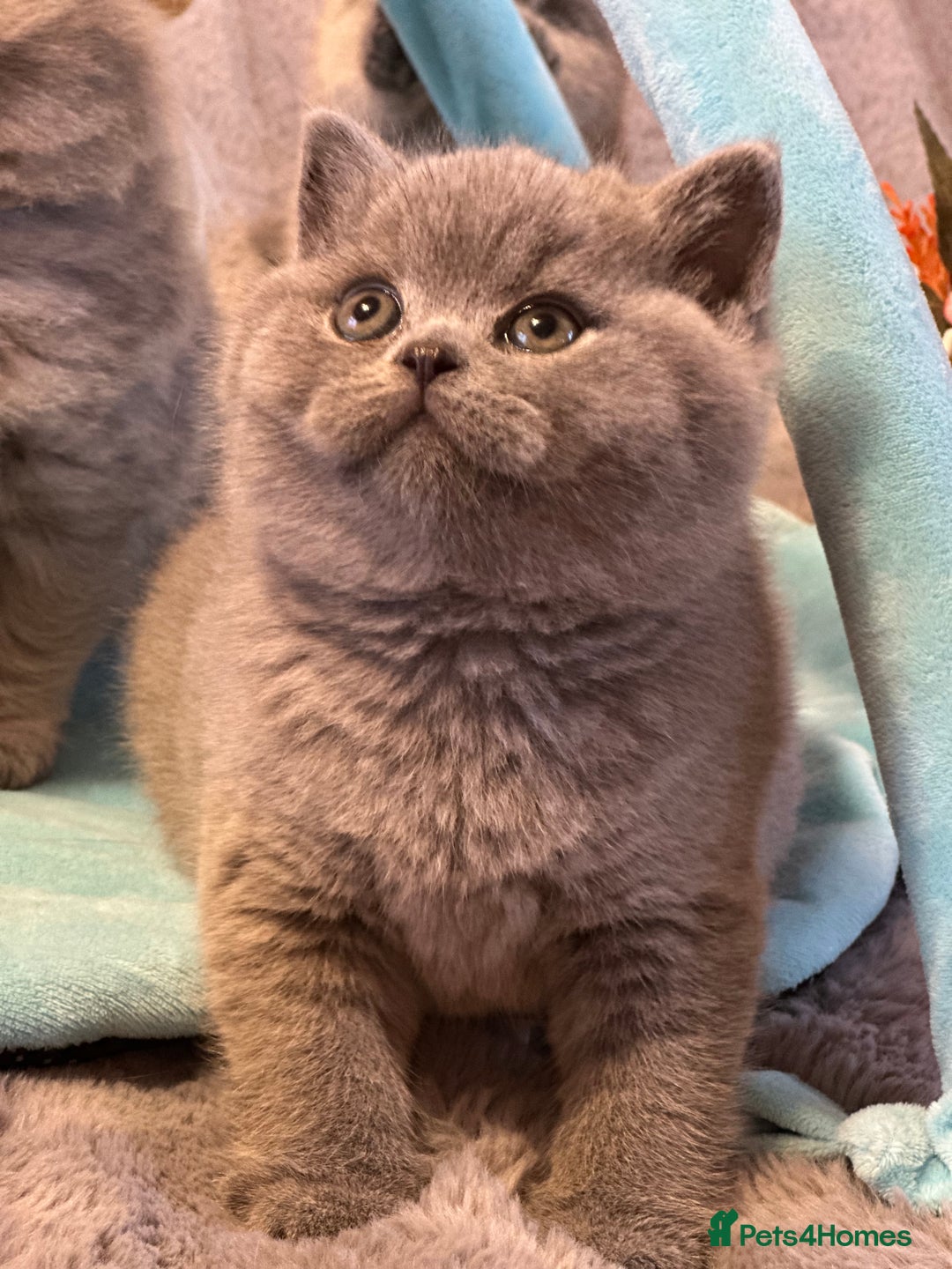 British Shorthair cats for sale: GCCF registered kitten  - Advert 14