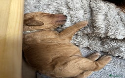 Double Doodle dogs for sale: 10 beautiful double doodles born on 24/08/2025 - Image 11