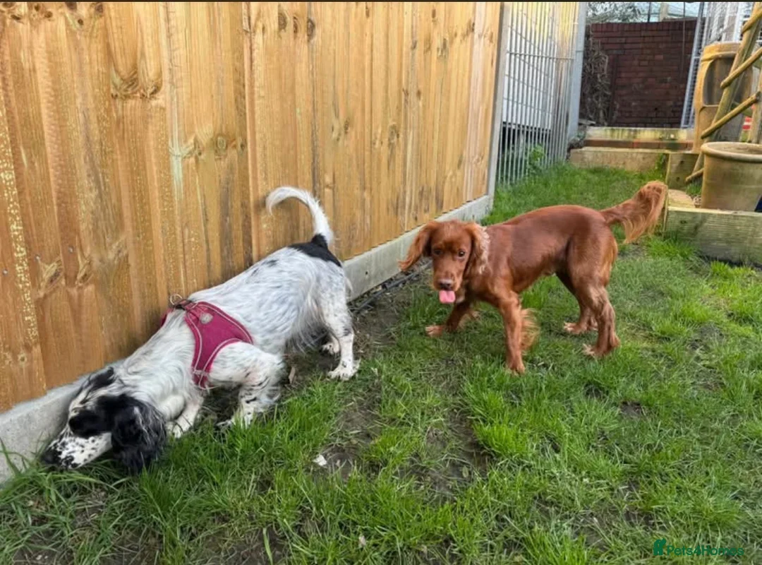Sprocker dogs for sale: 7 beautiful Sprockers ❤️ - Advert 2