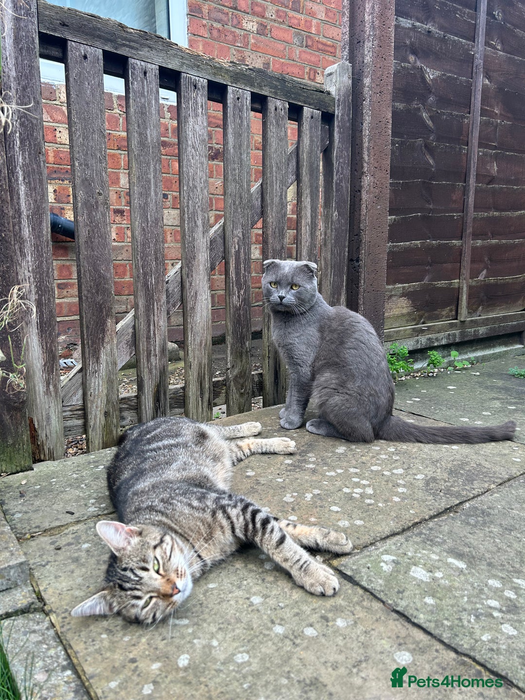 Scottish Fold cats for sale: Adorable Scottish Fold Cross Kittens - Advert 14