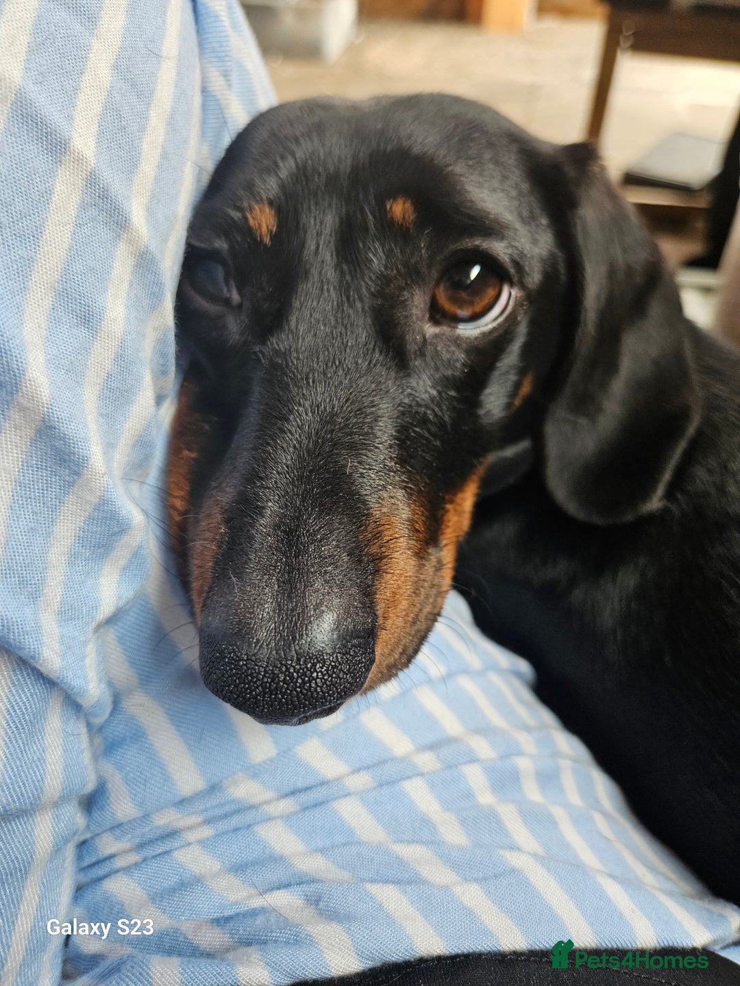 Miniature Dachshund dogs for stud: Rupert has come of age - Image 7