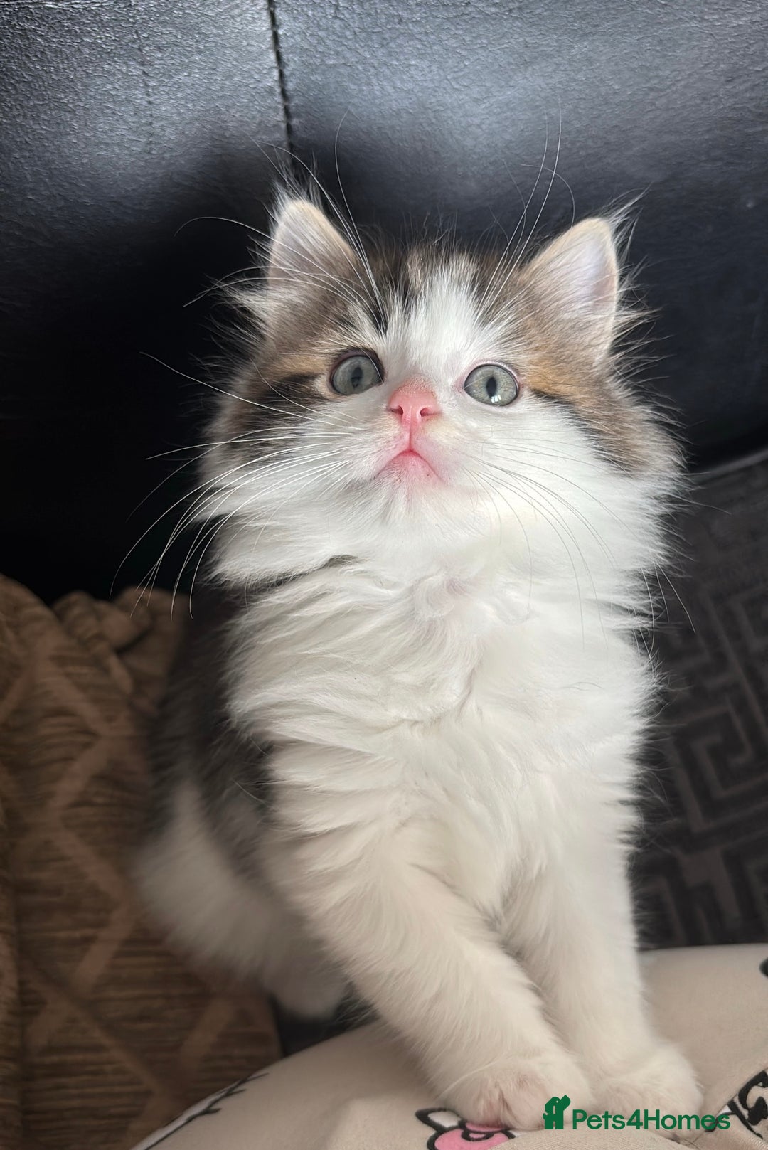 Ragdoll cats for sale: Half ragdoll male kittens for sale £150 - Advert 1