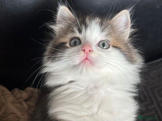 Ragdoll cats Half ragdoll male kittens for sale £150 - Advert 1