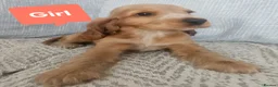 Cocker Spaniel dogs for sale: Ready to go 2 boys left show cocker spaniels - Advert 28