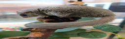Mouse rodents for sale: African Pygmy Dormice (Micro Squirrel) - Advert 2