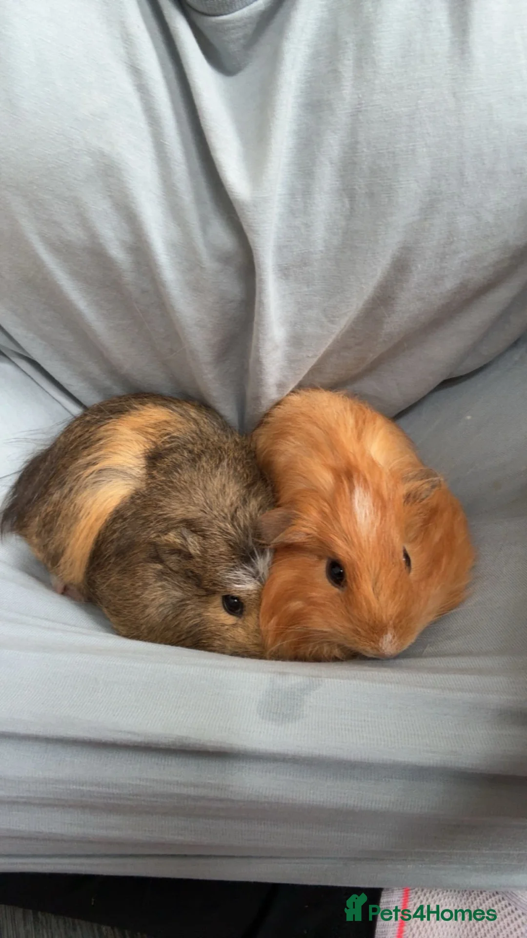 Guinea Pig rodents for sale: Two female guinea pigs 4 months old - Advert 1