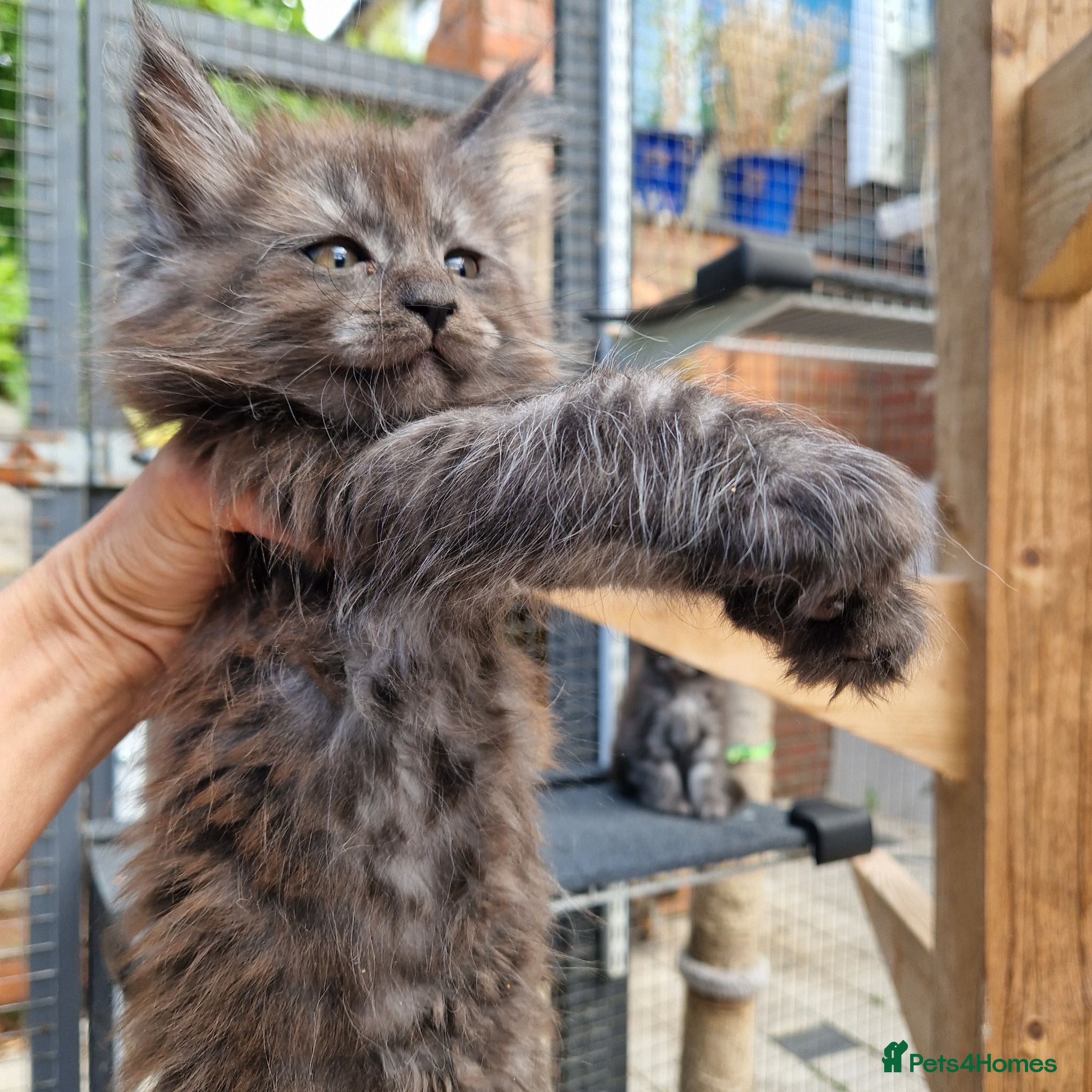 Maine Coon cats Outstanding pedigree mainecoons - Advert 1