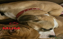 Mixed Breed dogs for sale: Confident & Well-Socialised Presa x Staffy Pups - Image 26