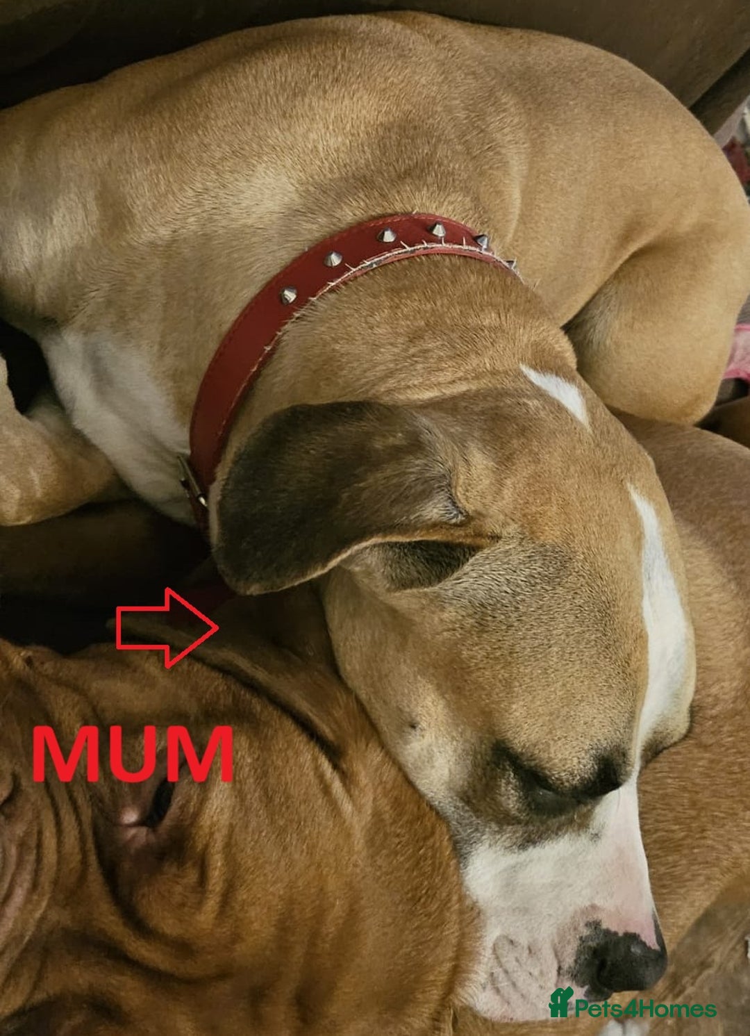Mixed Breed dogs for sale: Confident & Well-Socialised Presa x Staffy Pups - Image 26
