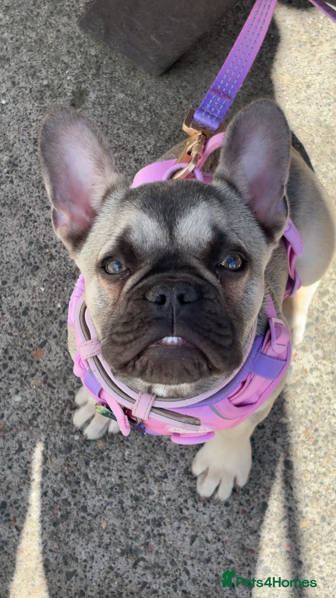 French Bulldog dogs Kc registered frenchie  - Advert 1