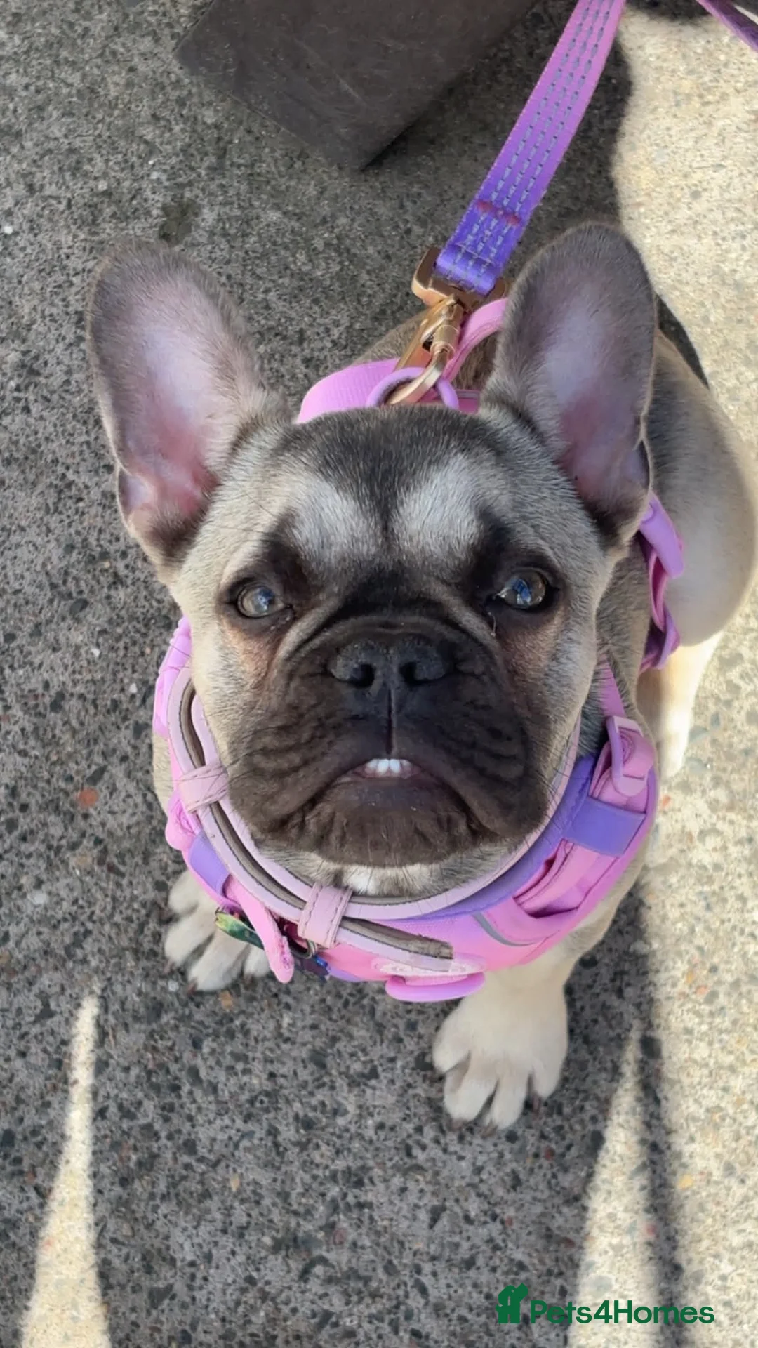 French Bulldog dogs for sale: Kc registered frenchie  - Advert 1