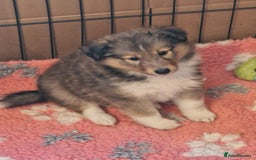 Shetland Sheepdog dogs for sale: Tri-colour puppy boy - Image 3