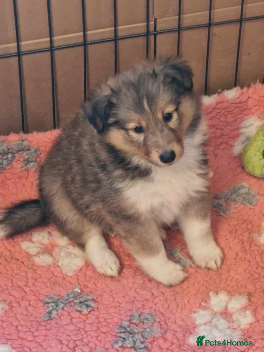 Shetland Sheepdog dogs for sale: Tri-colour puppy boy - Image 3