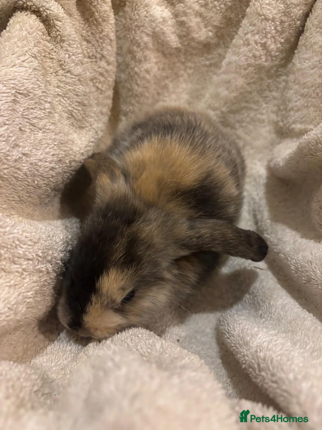 Mini Lop rabbits for sale: Gorgeous Mini Lop Babies - Advert 2