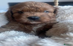 Cavapoo dogs for sale: SUPER EXTENSIVELY HEALTH TESTED 200+ DNA CLEAR 🐶 - Advert 9