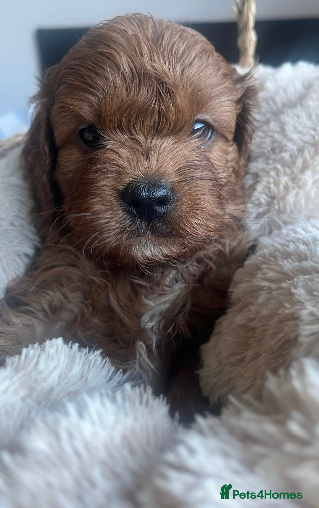 Cavapoo dogs for sale: SUPER EXTENSIVELY HEALTH TESTED 200+ DNA CLEAR 🐶 - Advert 9