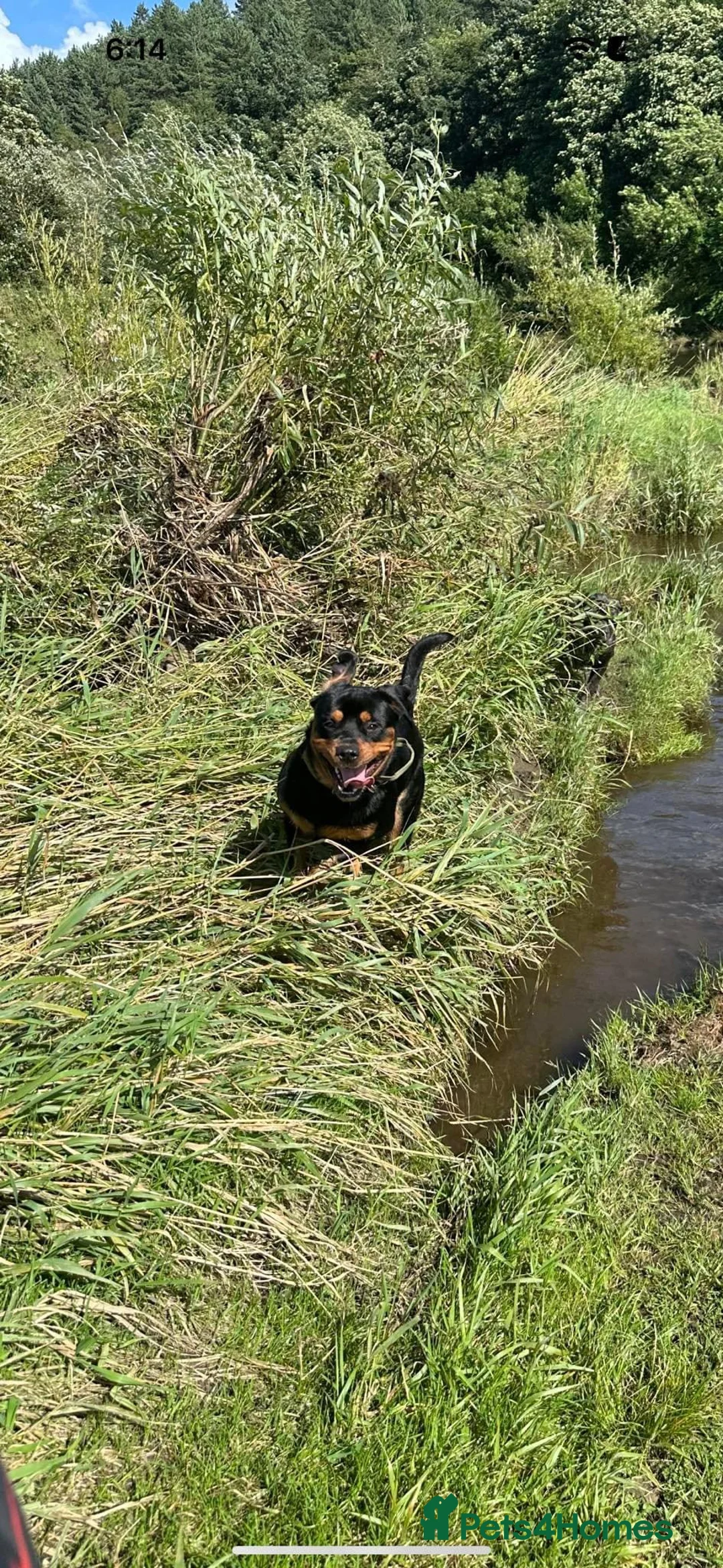 Rottweiler dogs for stud: Roscoe (Rottweiler for stud) - Advert 1