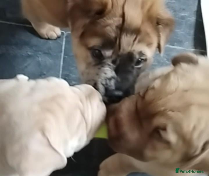 Mixed Breed dogs Shar pei x french bulldog (Frenchie-Pei)  - Advert 11