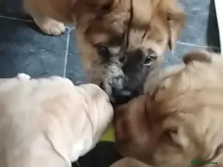 Mixed Breed dogs Shar pei x french bulldog (Frenchie-Pei) - Advert 11