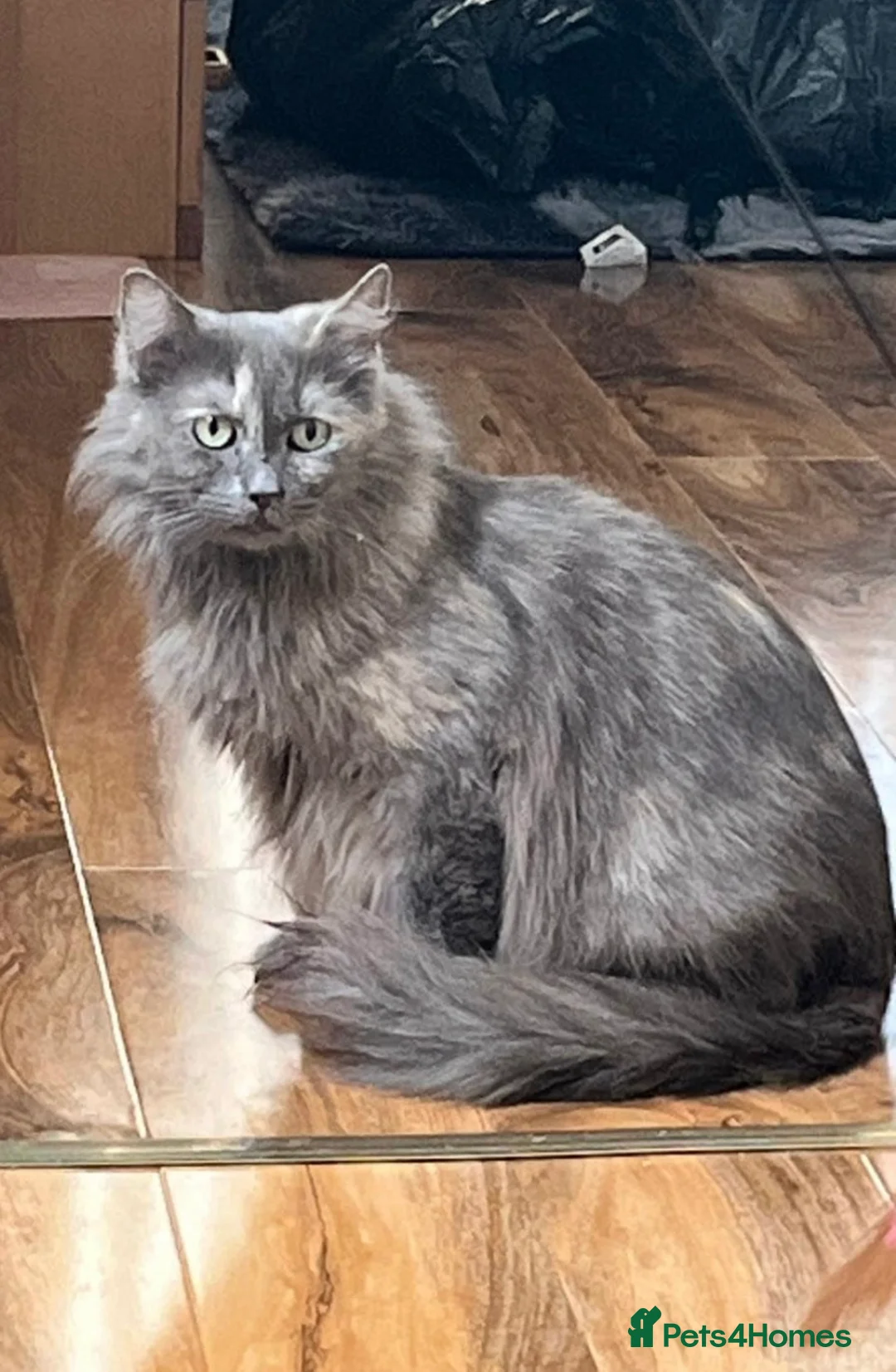 Mixed Breed cats for sale: Maine coon cross ragdoll in Mansfield - Advert 1