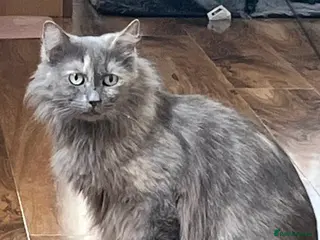 Mixed Breed cats Maine coon cross ragdoll - Advert 3