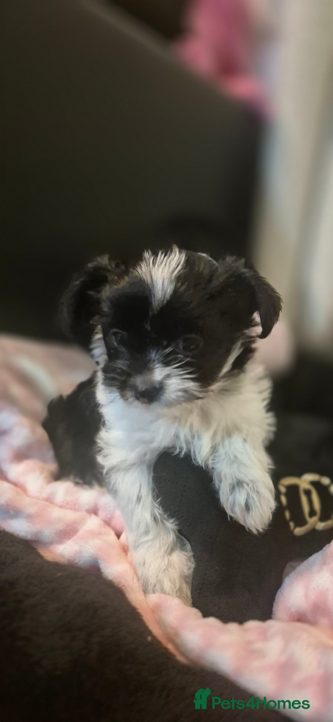 Yorkshire Terrier dogs for sale: Beautiful Biewer Yorkshire terrier puppies  - Advert 17