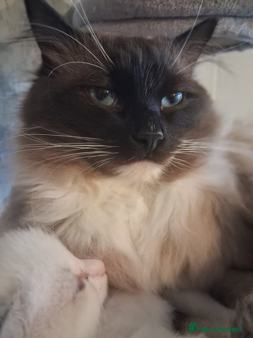 Ragdoll cats for stud: Ragdoll stud Chico  - Advert 2