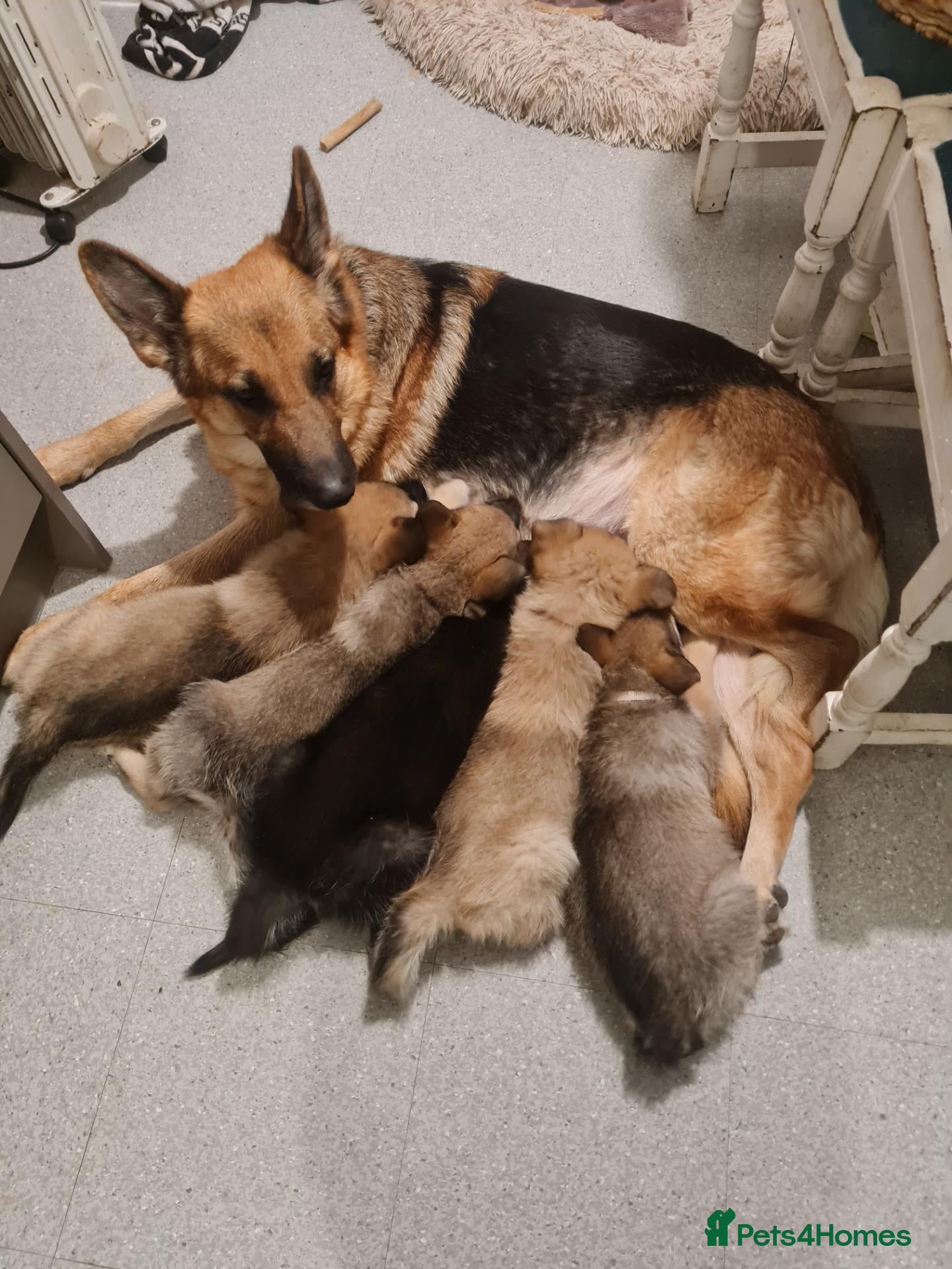 Mixed Breed dogs Shepskys 😍  - Advert 1