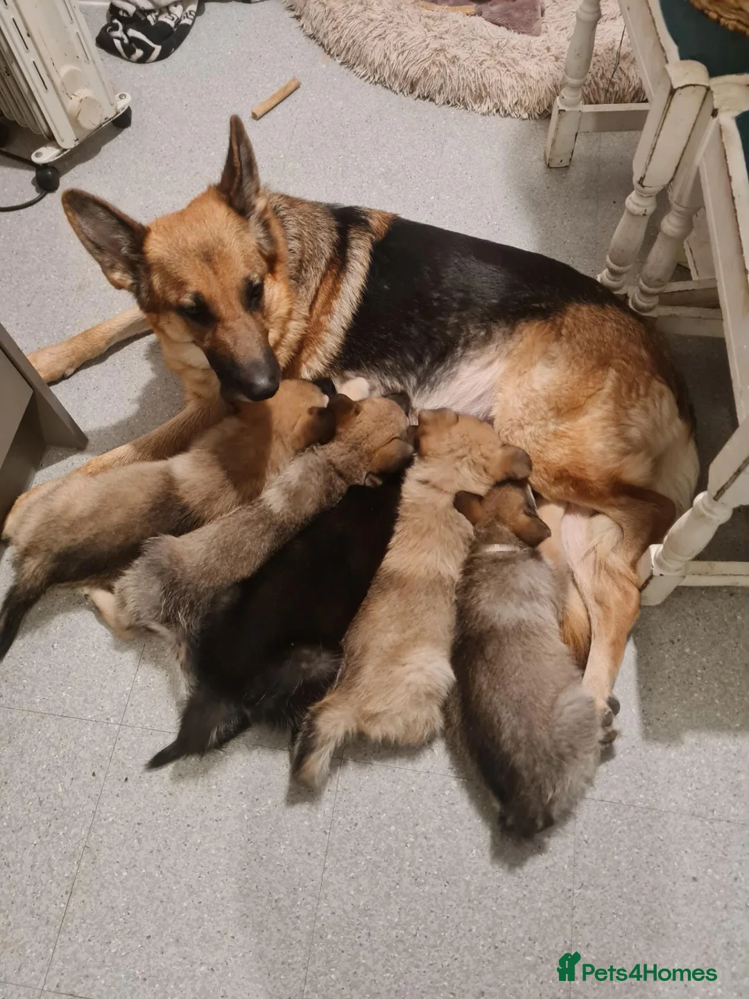 Mixed Breed dogs for sale: Shepskys 😍  in Colchester - Advert 1