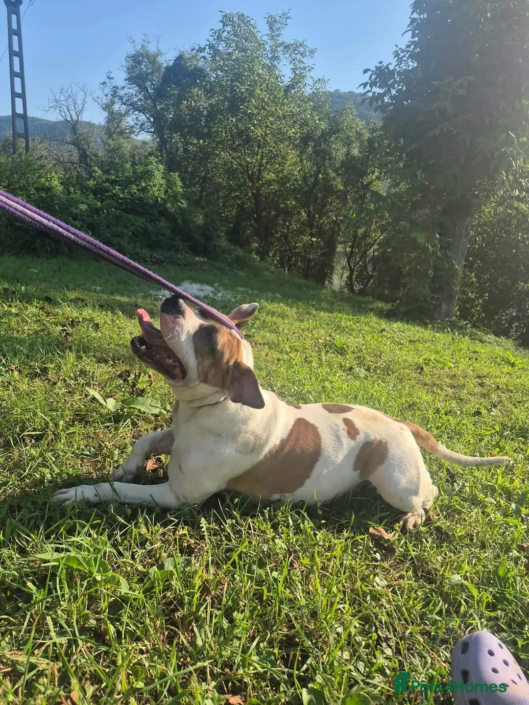 Staffordshire Bull Terrier dogs for adoption: Leia - Norwich Norfolk  - Advert 18