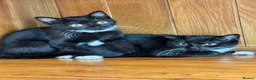 British Shorthair cats for sale: British shorthair crossed kitties  - Advert 2
