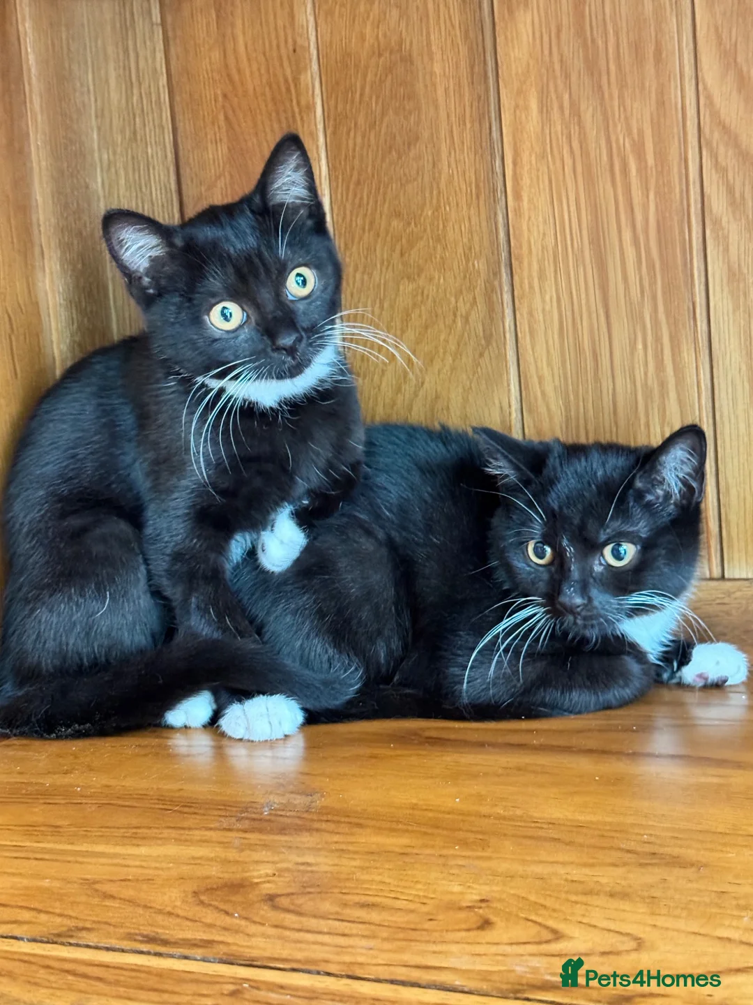 British Shorthair cats for sale: British shorthair crossed kitties  - Advert 2