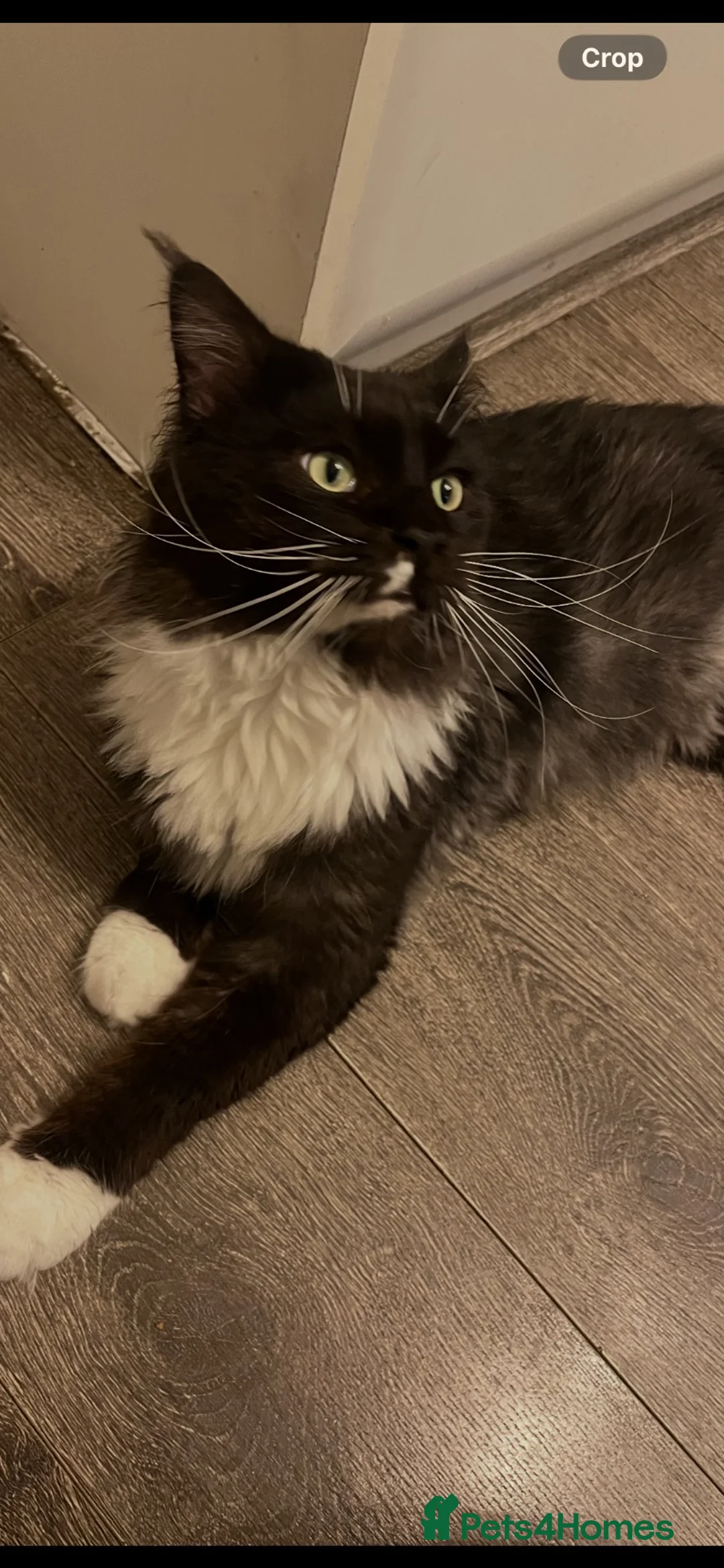 Maine Coon cats for sale: Beautiful Maine coon grey and black smoke   - Advert 1