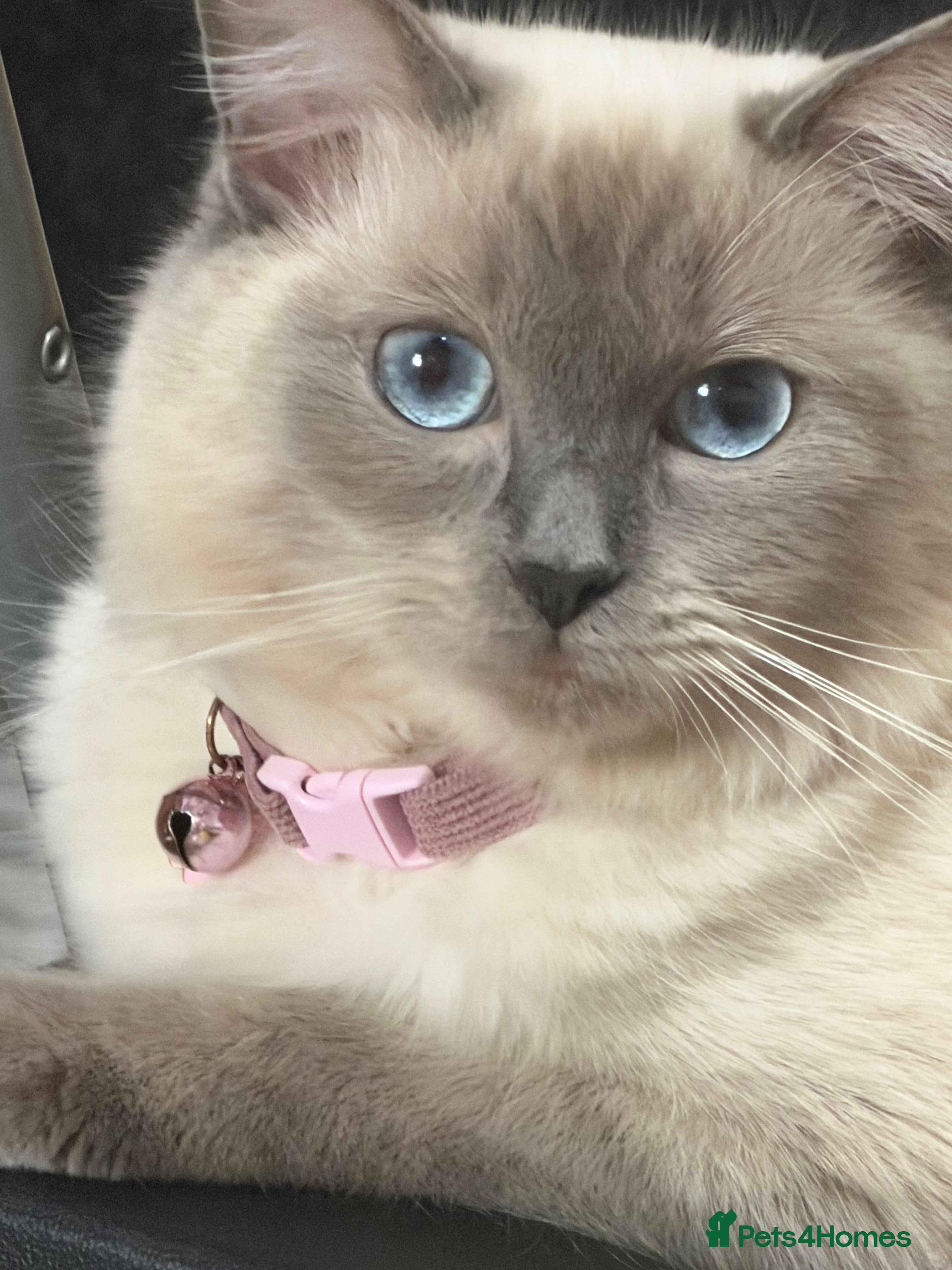 Ragdoll cats Ragdoll kittens in Smethwick - Advert 1