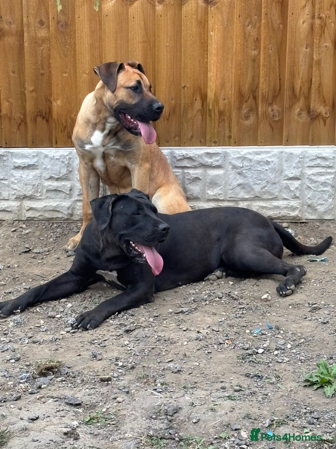 Presa Canario dogs for sale: Beautiful pedigree Presa Canario puppies  - Advert 12